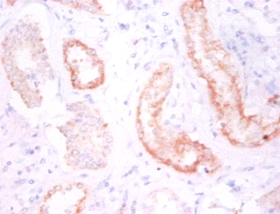 Cadherin-12 Polyclonal Antibody
