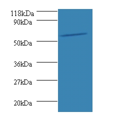 O-phosphoseryl-tRNA(Sec) selenium transferase Polyclonal Antibody