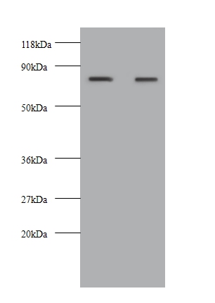 Kininogen-1 Polyclonal Antibody
