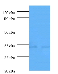 Caspase-7 Polyclonal Antibody;