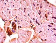 Protein Wnt-3a Polyclonal Antibody