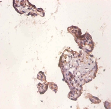 Protein Wnt-3a Polyclonal Antibody