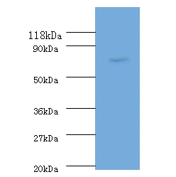 RecQ Polyclonal Antibody