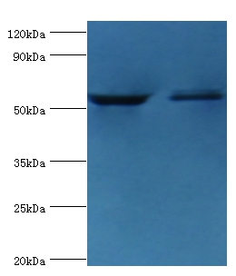 Caspase-8 Polyclonal Antibody
