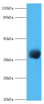cpg2 Polyclonal Antibody