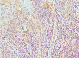 TCEB3 Polyclonal Antibody
