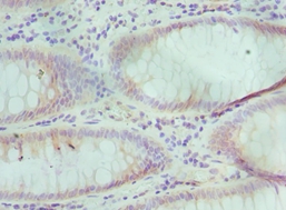 TCEB3 Polyclonal Antibody