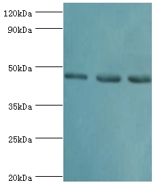 RBBP7 Polyclonal Antibody