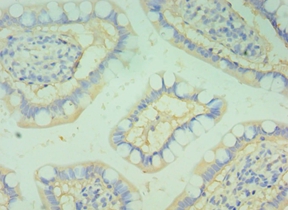 BOC Polyclonal Antibody