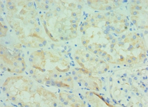 BOC Polyclonal Antibody