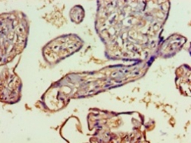 SPATS2-like protein Polyclonal Antibody