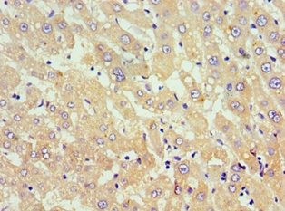 TNFSF18 Polyclonal Antibody