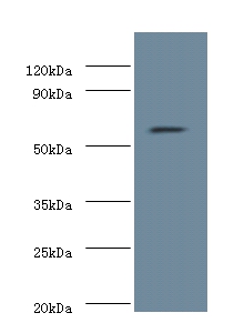 Nucleolar protein 58 Polyclonal Antibody
