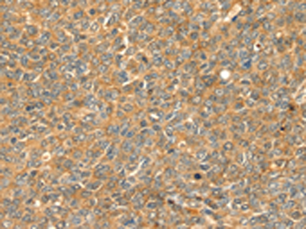 GRB2 Antibody