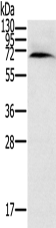 CYP11A1 Antibody