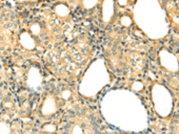 DNASE1 Antibody
