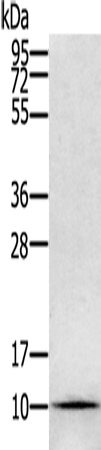 GLRX Antibody