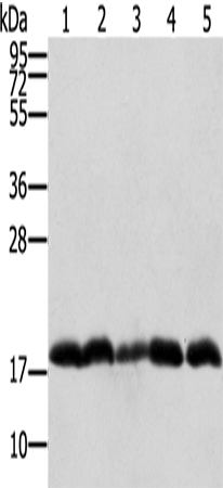 PTRH2 Antibody