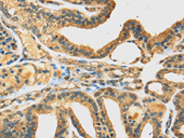 DHCR24 Antibody