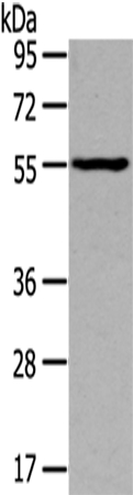 THRA Antibody