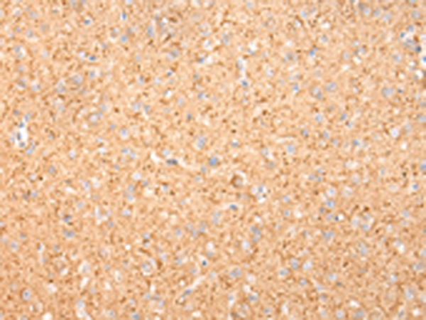 MAP2 Antibody