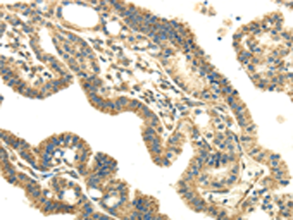 DLAT Antibody
