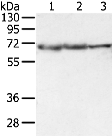 DLAT Antibody