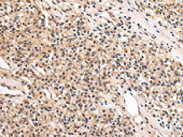 USF1 Antibody