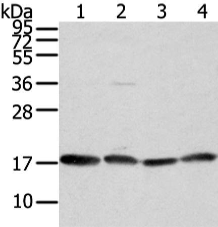 VAMP4 Antibody