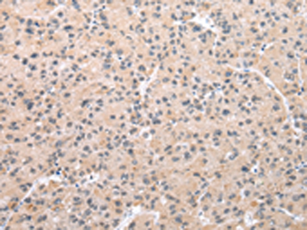 WDR5 Antibody
