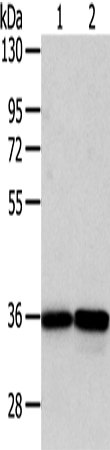 WDR5 Antibody