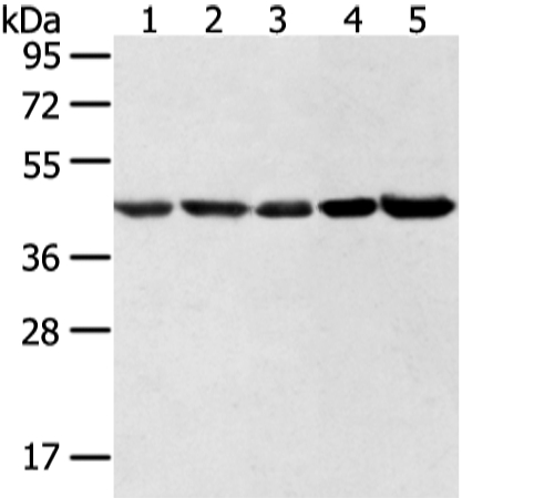 WDR77 Antibody