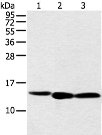 NDUFB3 Antibody