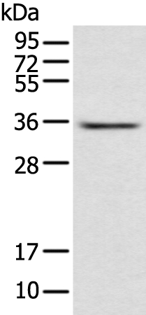 ACBD4 Antibody