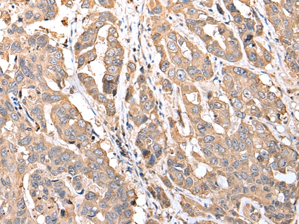 MRPS18C Antibody