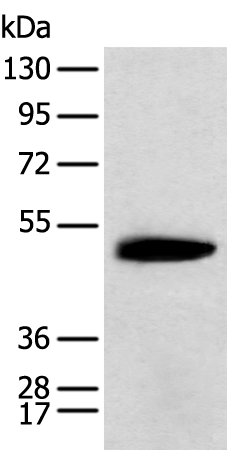 KCTD16 Antibody