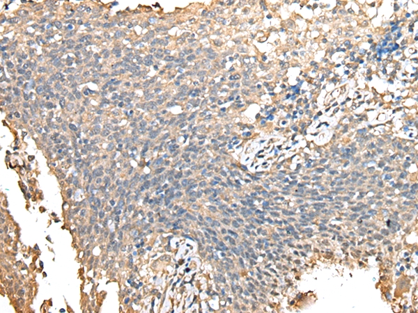 PRSS38 Antibody