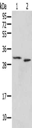PSMF1 Antibody