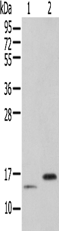 PIN4 Antibody