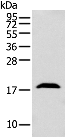 GMFB Antibody