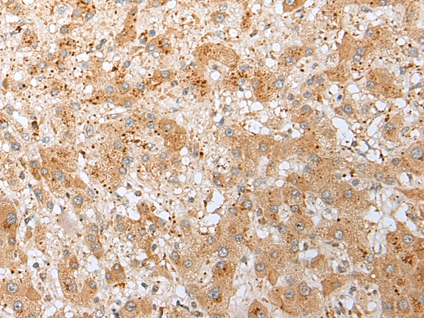 DNAJB9 Antibody