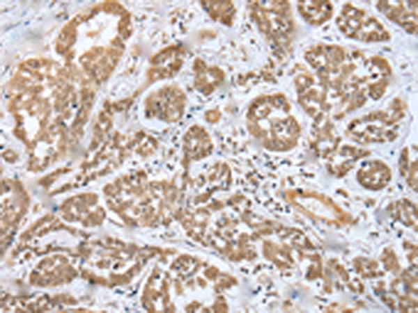 MOB4 Antibody