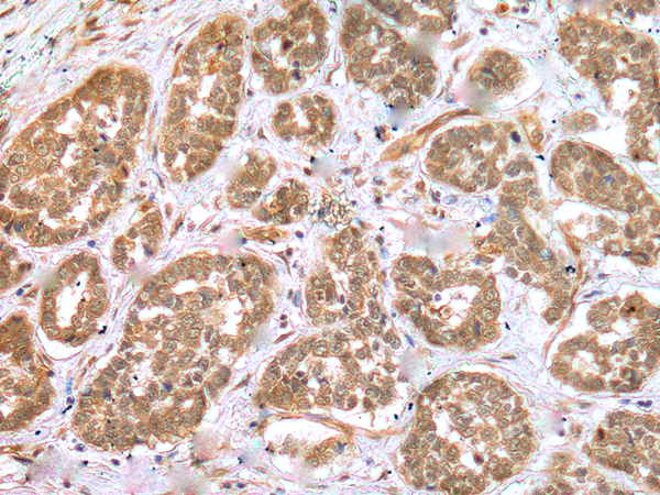 RNF114 Antibody