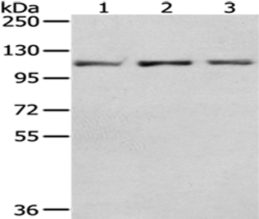 OGT Antibody