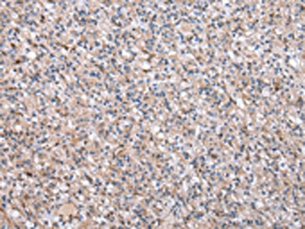 CDA Antibody