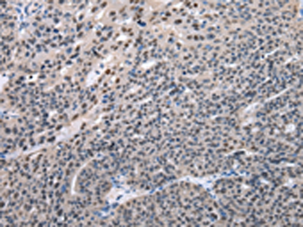 PRNP Antibody