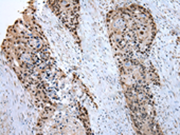 PRNP Antibody