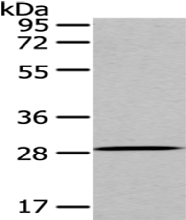 PRNP Antibody