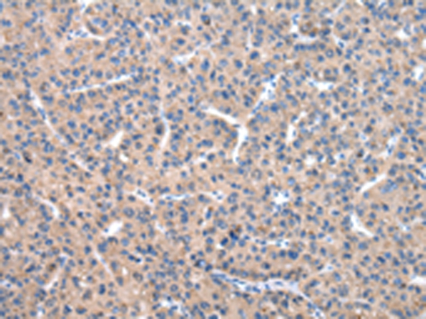 C10orf2 Antibody