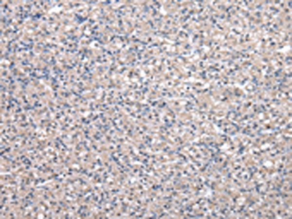 PEPD Antibody